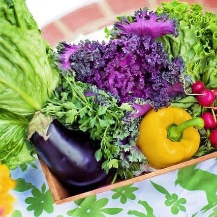 10 MAHA Recommendations for Government Policy to Combat Harms of Ultra-Processed Foods, Technology